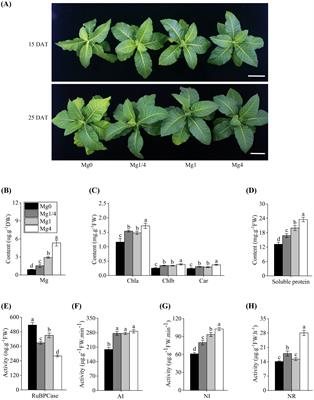 Integrative transcriptomic analysis reveals the molecular responses of tobacco to magnesium deficiency